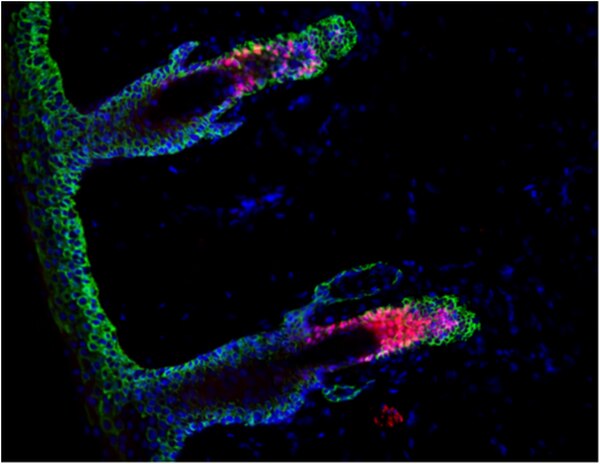 Anti-LHX2 Antibody | ABE1402